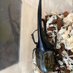 ヘラクレスオオカブト幼虫