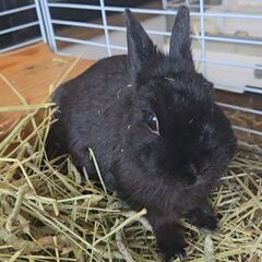 黒うさぎ ミニウサギ