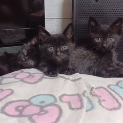 可愛い黒猫の赤ちゃんです♡