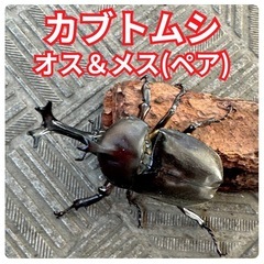 国産カブトムシ(ペア)③