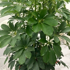【観葉植物お譲りします／引き取り希望】
