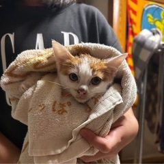 茶白ハチワレ1～2ヶ月