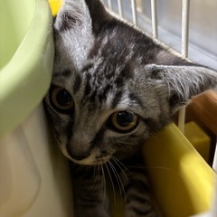 【推定生後2.5-3ヶ月】  アメショ風 キジ猫 子猫