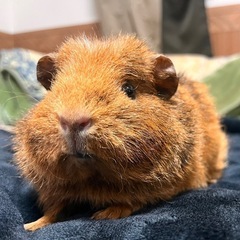 テディモルモット