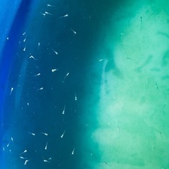 メダカ 針子 ミックスの画像