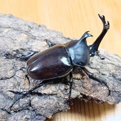 国産カブトムシ(大阪府八尾市産)WF1成虫♂♀ペア