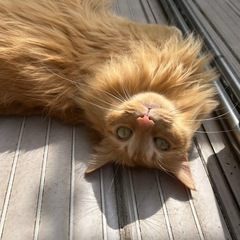 成猫の里親募集です