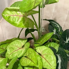 カット苗 観葉植物　シンゴニウム ライム（たぶん）の画像