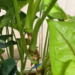 カット苗 観葉植物　シンゴニウム ライム（たぶん）の画像