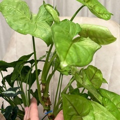 カット苗 観葉植物　シンゴニウム ライム（たぶん）の画像