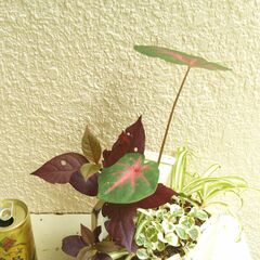 観葉植物の寄せ植えの画像
