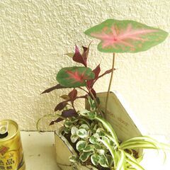 観葉植物の寄せ植えの画像