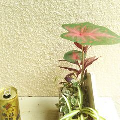 観葉植物の寄せ植えの画像
