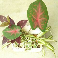 観葉植物の寄せ植えの画像