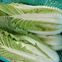 白菜