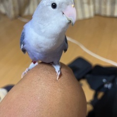 コザクラインコ 4歳