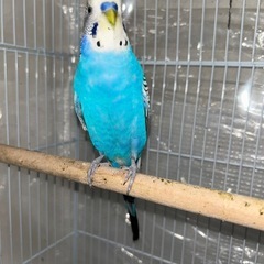 0～5歳全7羽セキセイインコ里親大募集