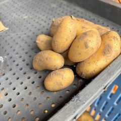 新じゃがメークイン🥔 小粒の画像