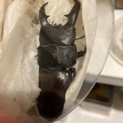 貴重種【小宝島産】タカラヒラタクワガタの画像