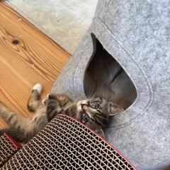 よく遊ぶキジ