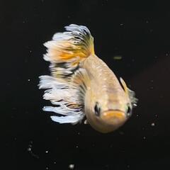 極上フロマージュメダカ　有精卵30＋α　夢中メダカ様血統