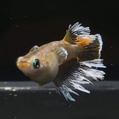 極上フロマージュメダカ　有精卵30＋α　夢中メダカ様血統の画像