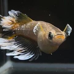 極上フロマージュメダカ　有精卵30＋α　夢中メダカ様血統の画像
