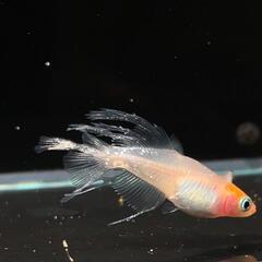 極上ハイビスカスメダカ　有精卵20＋α　夢中メダカ様血統の画像