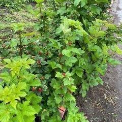 畑(野菜・果樹)や観葉植物など植物好きな方募集！
