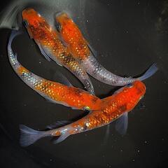 坂出三色ラメ　有精卵30＋α 　 坂出様血統