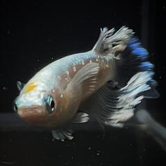 エメキン　メダカ　有精卵30＋α