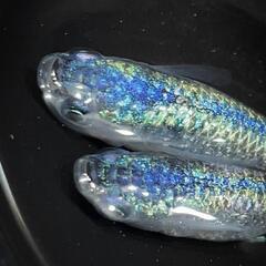 極上ネプチューンメダカ　有精卵40＋αの画像