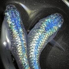 極上ネプチューンメダカ　有精卵40＋α