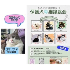ワンチャン、猫ちゃん、お見合い