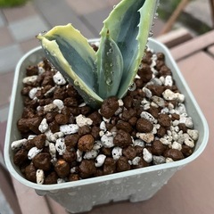 アガベ　サルミアナ　リップルエフェクトの画像