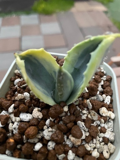 アガベ　サルミアナ　リップルエフェクト