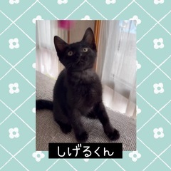 エンジェルマークの黒猫さん　しげる君