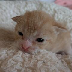 茶トラの子猫