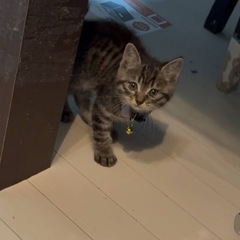 可愛いキジトラの子猫　2ヵ月