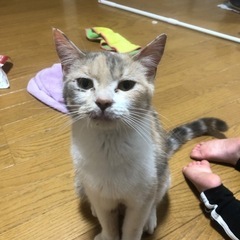 マンチカン（足長）