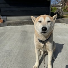 ˚✧₊柴犬里親様募集⁎⁺˳✧༚