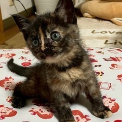 サビ猫ちゃん　1カ月の女の子