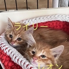ふわふわ可愛い茶トラレオン