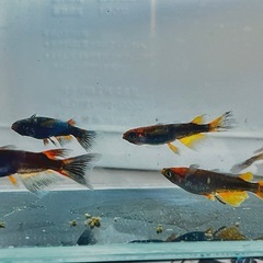 ✨お一人様限定価格✨五式ヒレ長　4匹➕稚魚1匹サービス