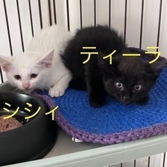 きれいな白猫シシィ − 東京都