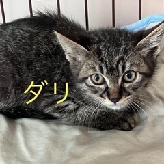 ダリ可愛いです - 猫