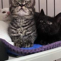 可愛くたまだちっこい黒猫ティーラ