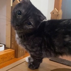 【里親募集中】足長マンチカン　女の子