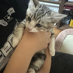 里親候補様いらっしゃいます - 猫