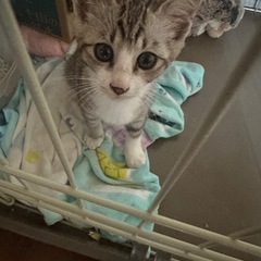 里親探してます